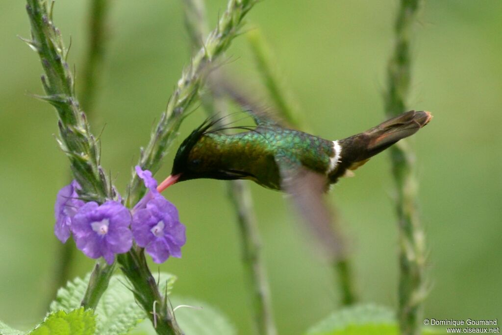 Black-crested Coquette male adult