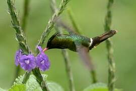 Black-crested Coquette