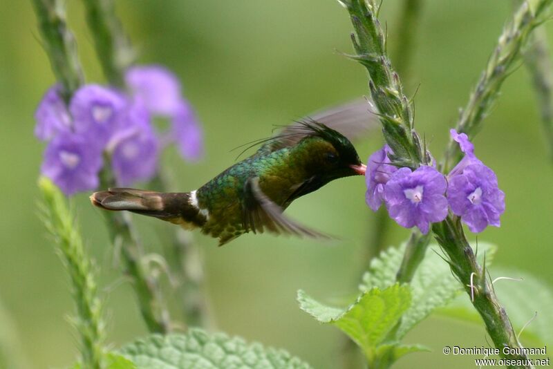Black-crested Coquette male adult