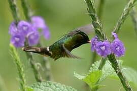 Black-crested Coquette