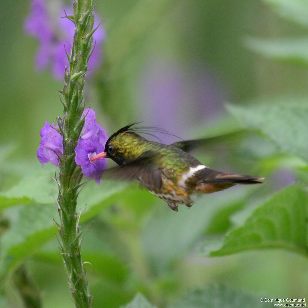 Black-crested Coquette male adult