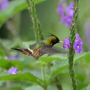 Black-crested Coquette