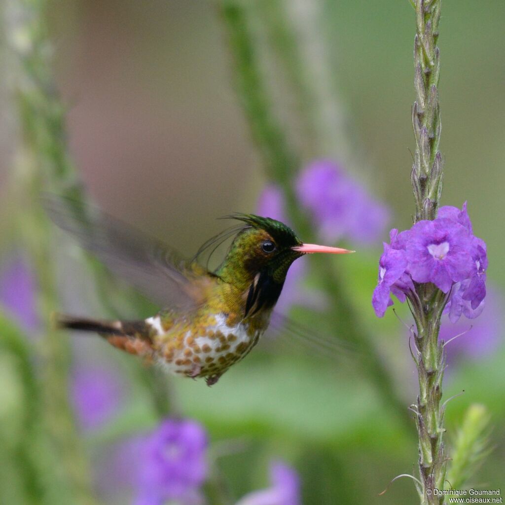 Black-crested Coquette male adult