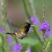 Black-crested Coquette