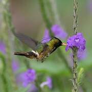 Black-crested Coquette