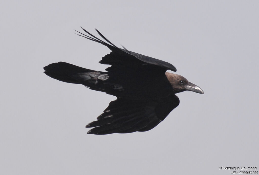 Brown-necked Ravenadult