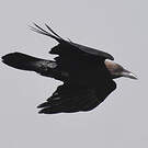 Corbeau brun
