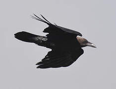 Brown-necked Raven