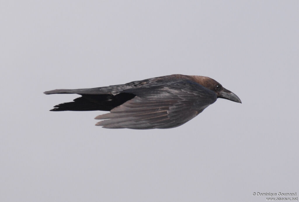 Brown-necked Ravenadult