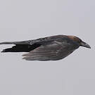 Corbeau brun