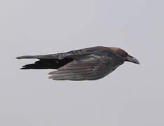 Brown-necked Raven