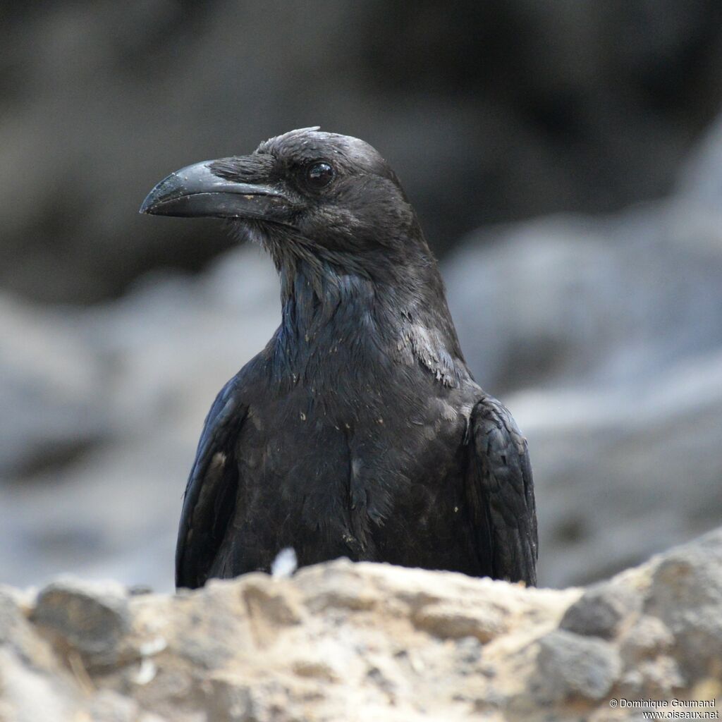 Brown-necked Ravenadult