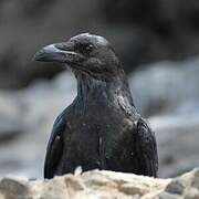 Brown-necked Raven