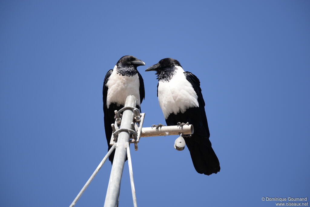 Pied Crowadult