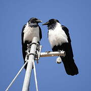 Pied Crow