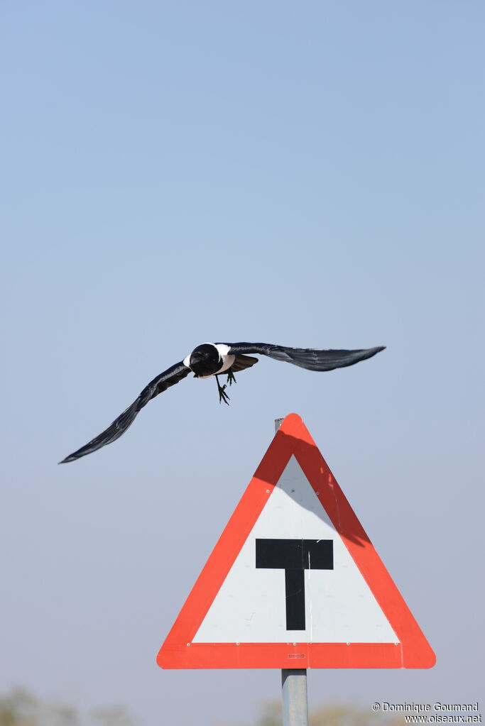 Pied Crow