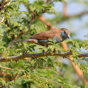 Red-cheeked Cordon-bleu