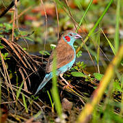 Red-cheeked Cordon-bleu