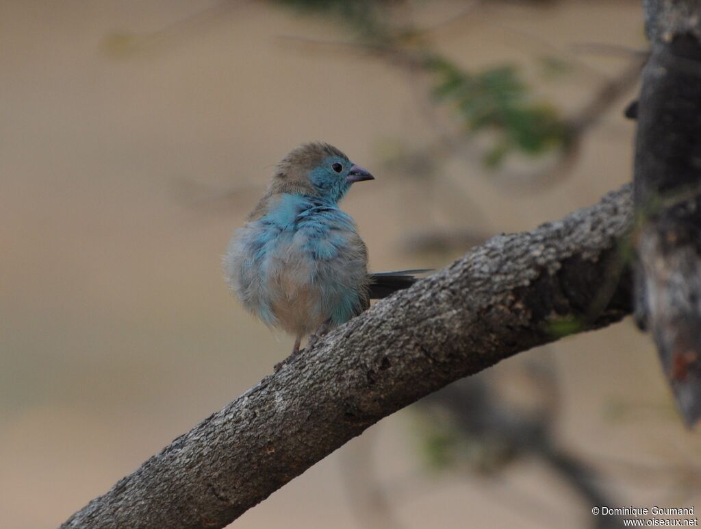 Blue Waxbill