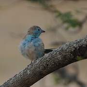 Blue Waxbill