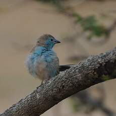 Cordonbleu de l'Angola