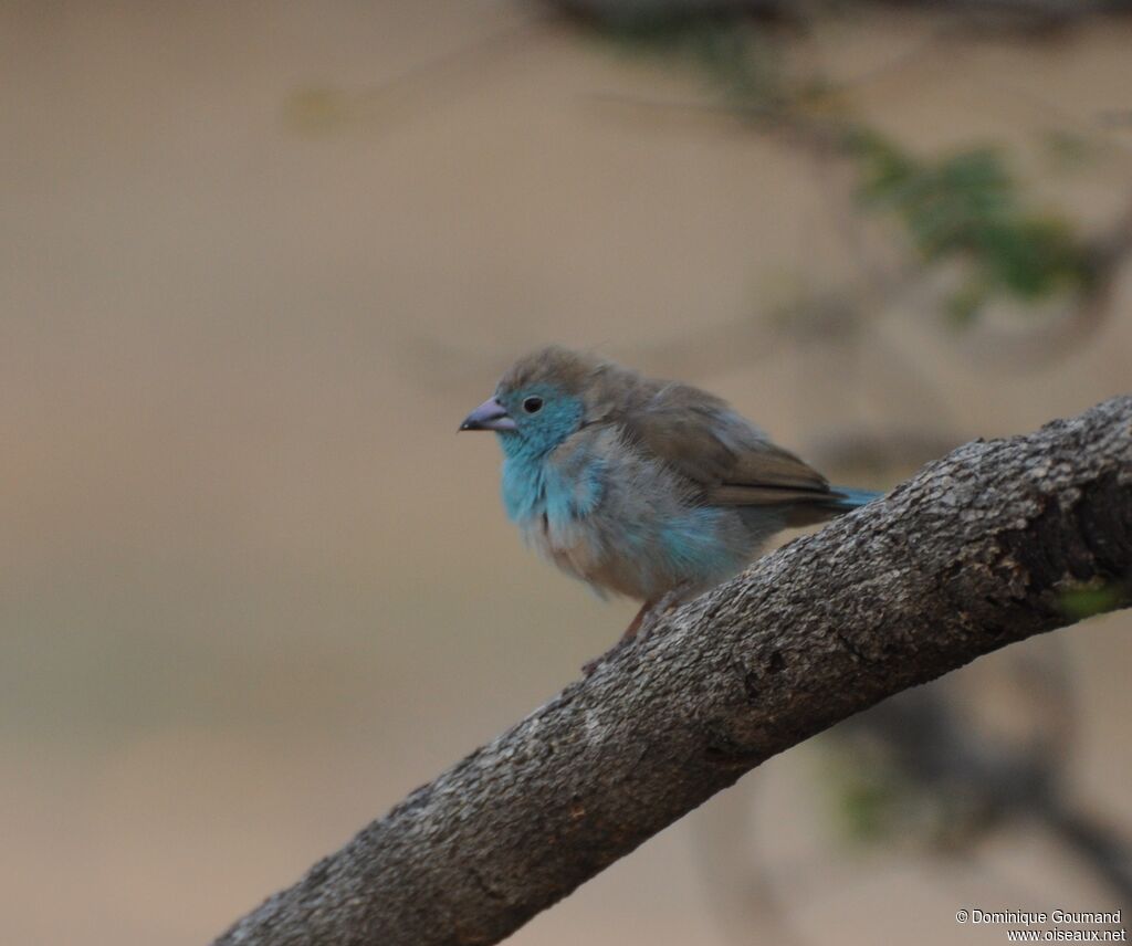 Blue Waxbill