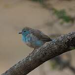 Cordonbleu de l'Angola