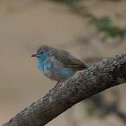 Blue Waxbill