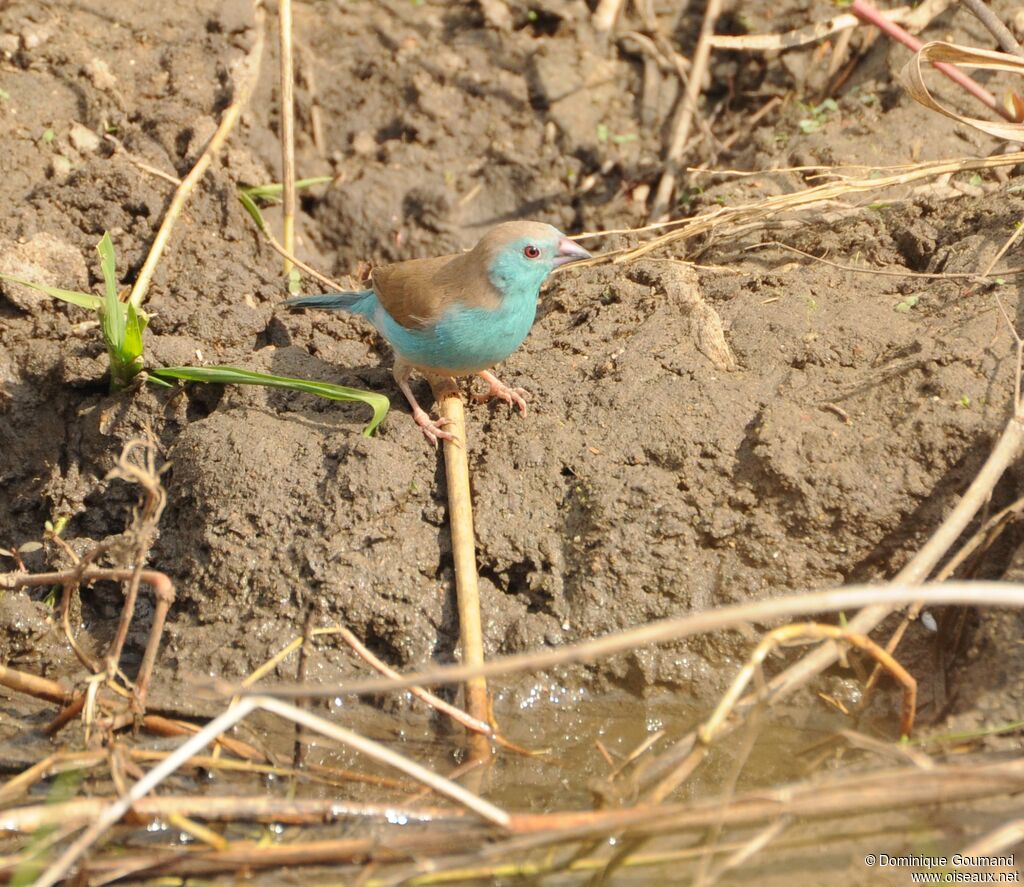 Cordonbleu de l'Angola