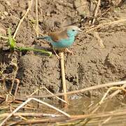 Blue Waxbill