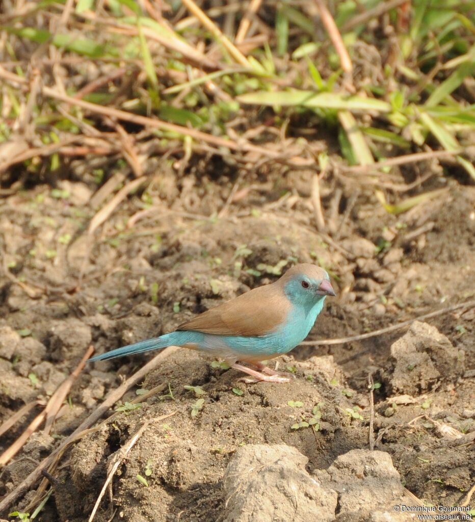 Blue Waxbill