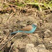 Blue Waxbill