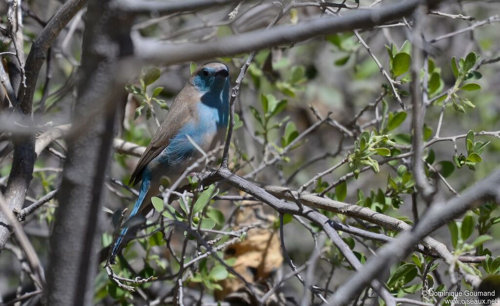 Blue Waxbill