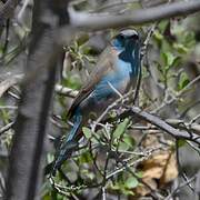 Blue Waxbill