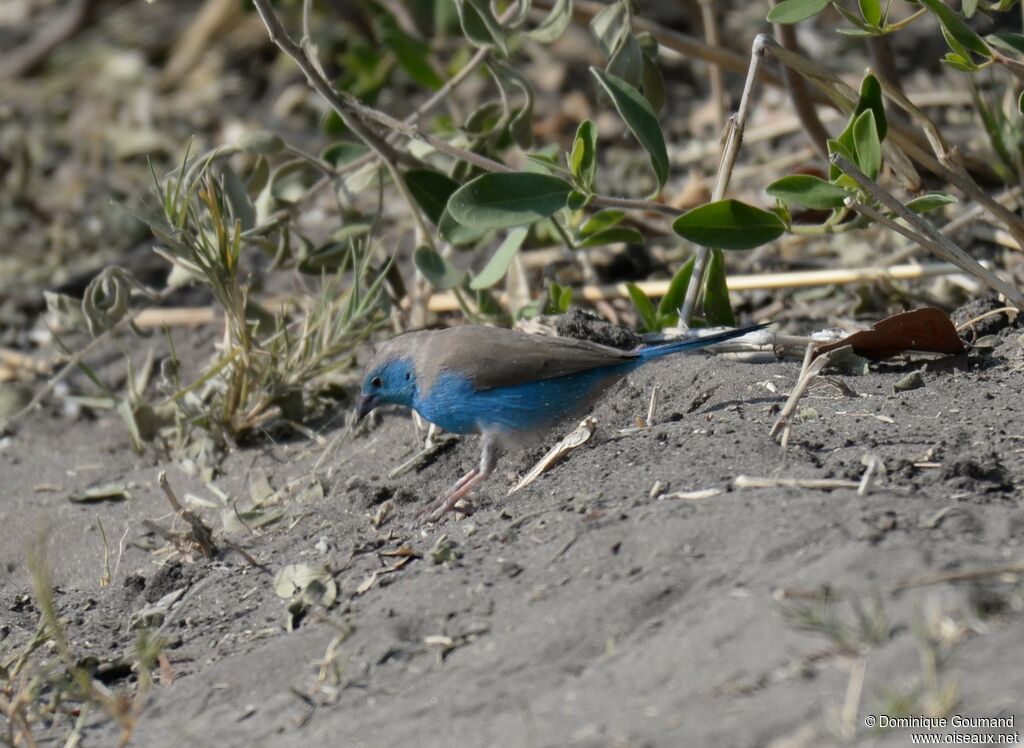 Cordonbleu de l'Angola mâle