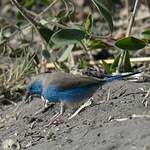 Cordonbleu de l'Angola