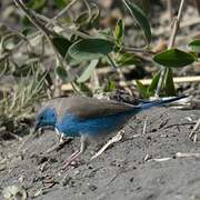 Blue Waxbill