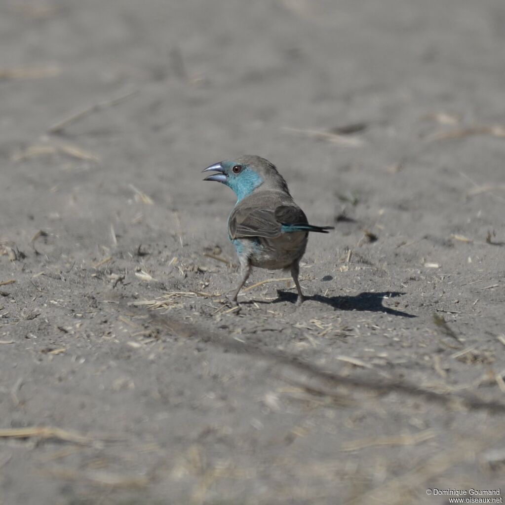 Blue Waxbill