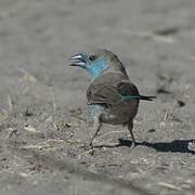 Blue Waxbill