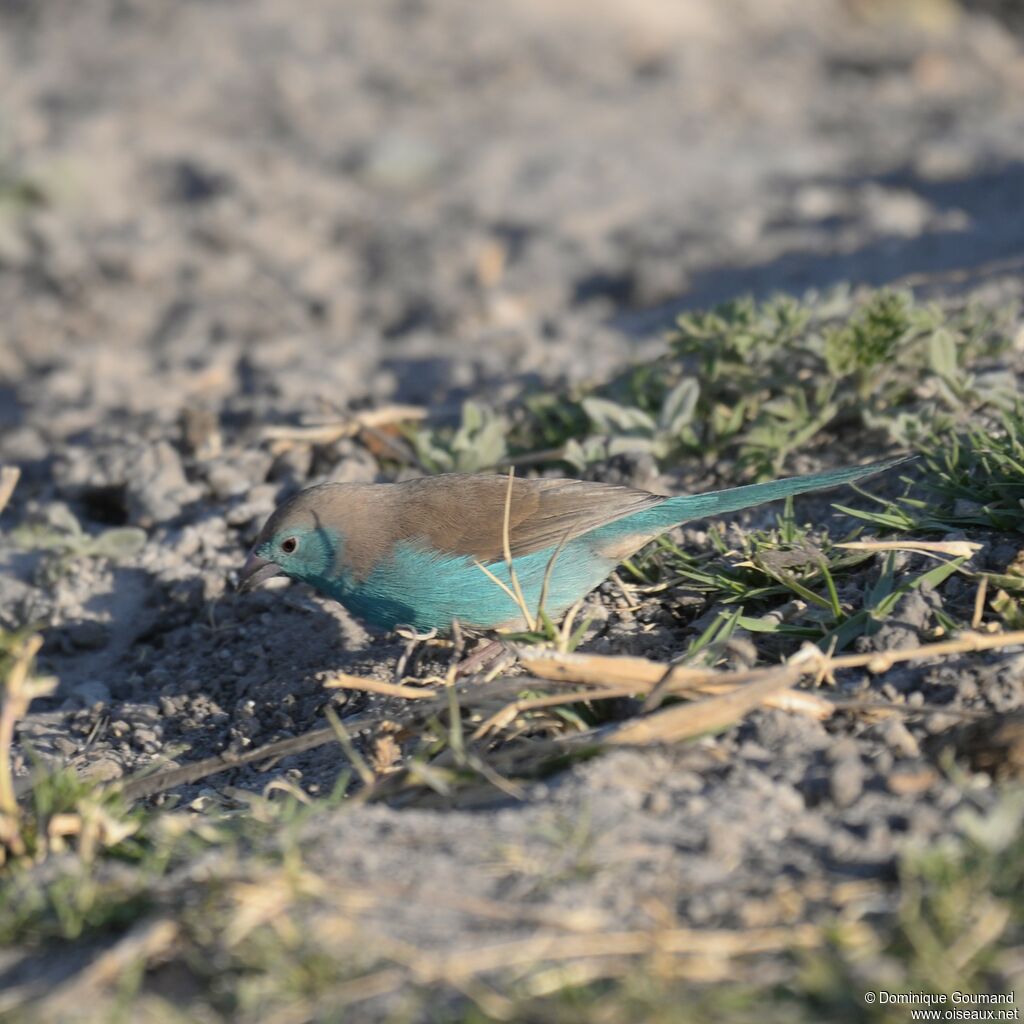 Blue Waxbill