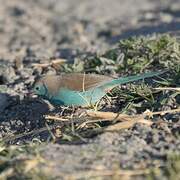 Blue Waxbill