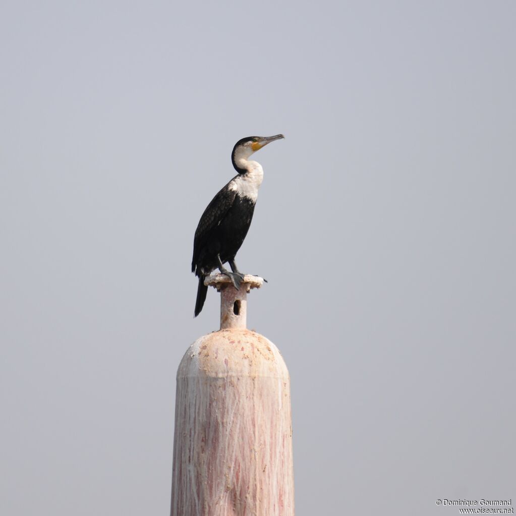 Cormoran à poitrine blanche