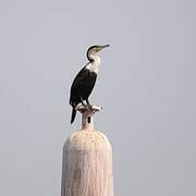 Cormoran à poitrine blanche