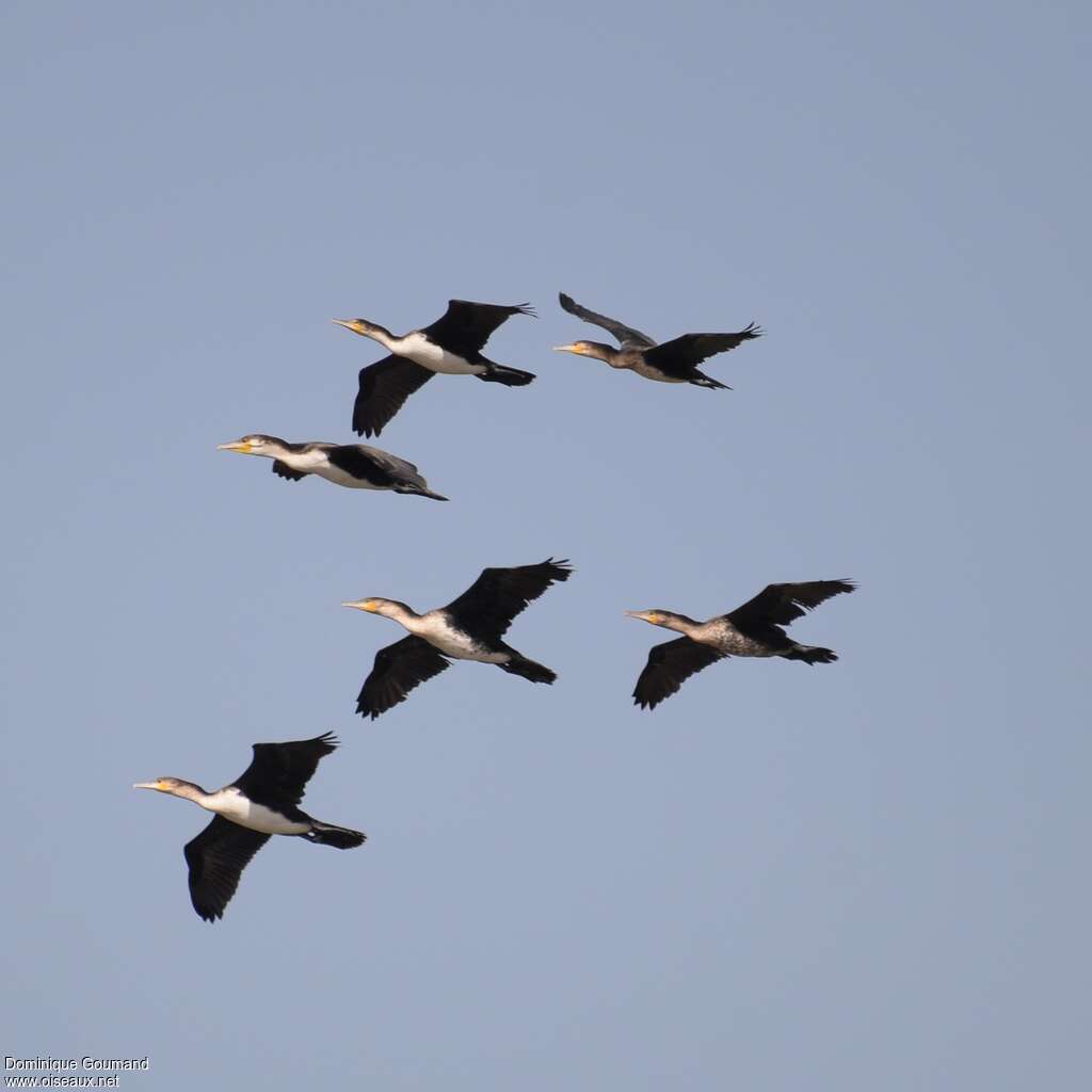 Cormoran à poitrine blanche, Vol