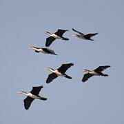 White-breasted Cormorant