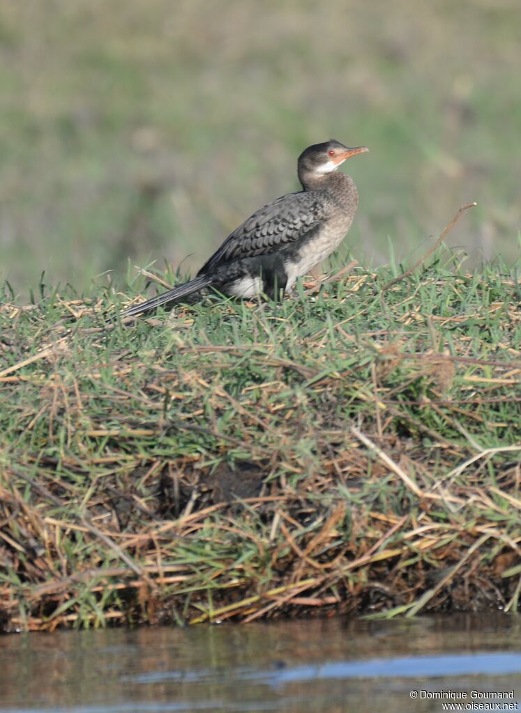 Cormoran africainimmature