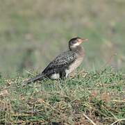 Reed Cormorant