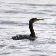 European Shag