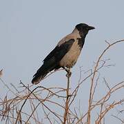 Hooded Crow