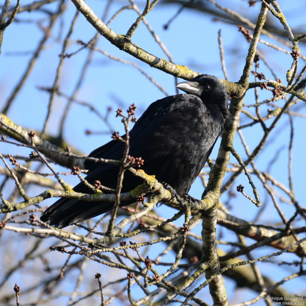 Carrion Crowadult